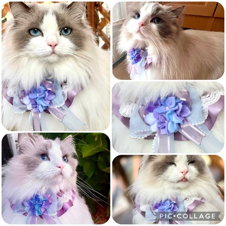 4be8f39b 1970 4d0a b2dc bad26d803e8b 1683238400328