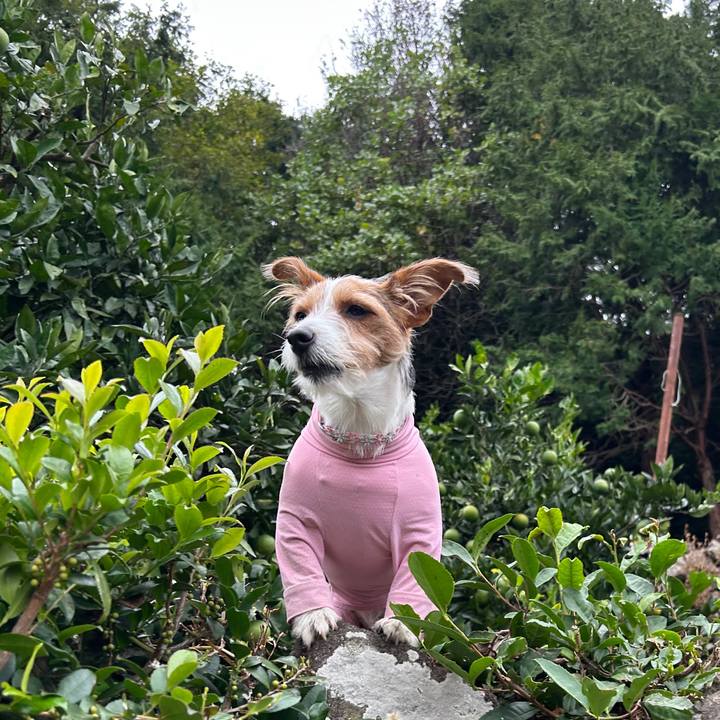 4be963ba dd4e 4ad9 a8da 86192fa049aa 1761890224089