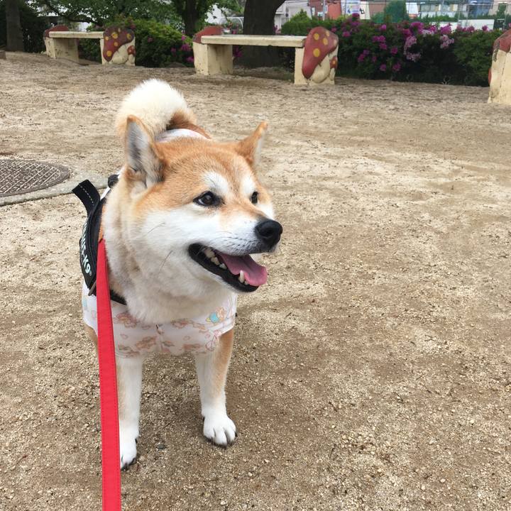 4be9a6ce 2c95 4544 8c84 8381baf73012 1588566093579