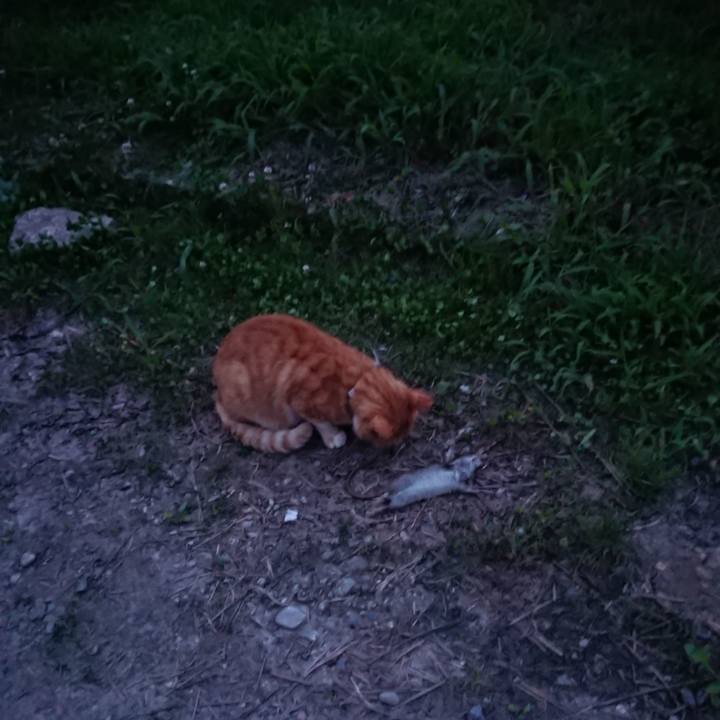 4bea891d 05e5 4e29 8664 eb1bd40653ee 1596795666754