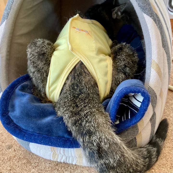 4bec1135 b291 4d67 a977 674a529472a3 1684726497889