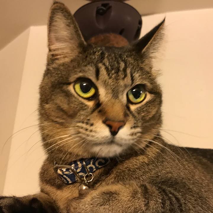 4bec54c9 c86e 4faa 93e9 3fb6bec5c953 1552065140270