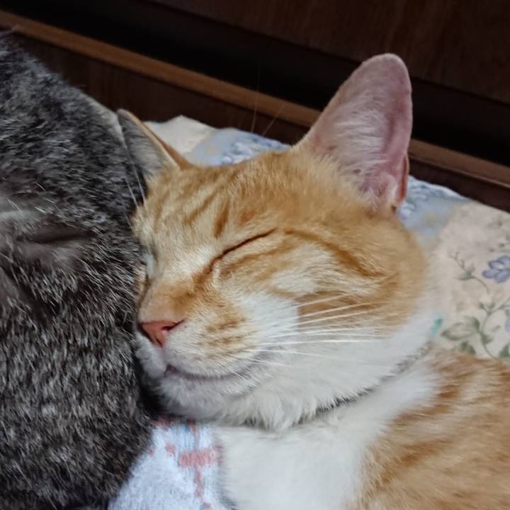 4bec747d cf8b 45ea bb02 74662541d756 1590411723657