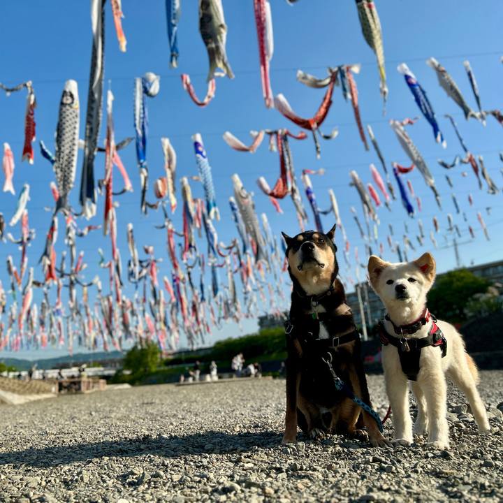 4bec7f47 9a58 48e7 a92c 964a73f45626 1746530748865