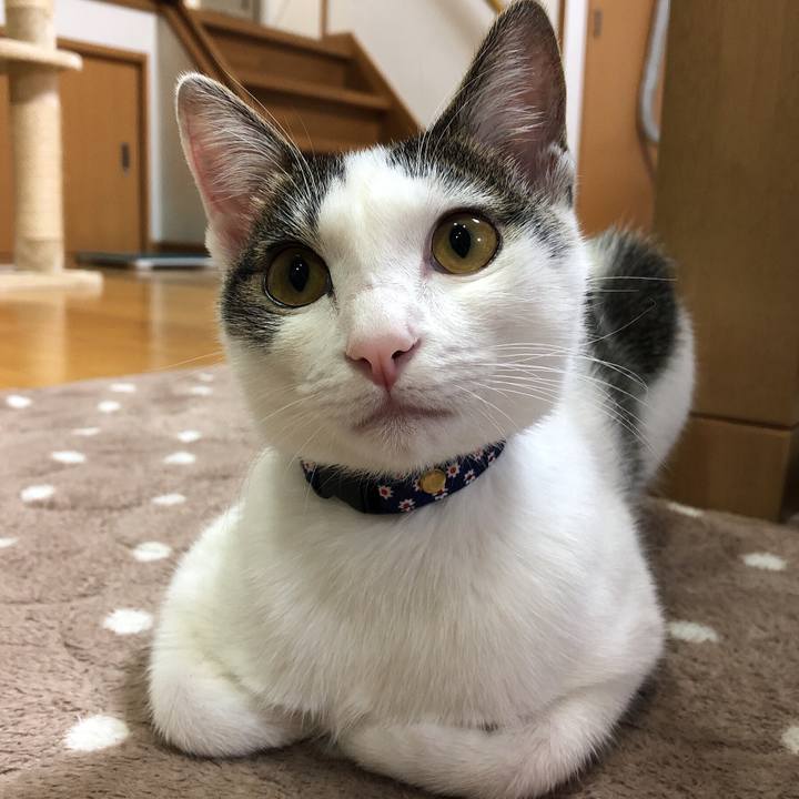 4bed125d 95bc 4fce 84c3 d786ee301fef 1575887499796