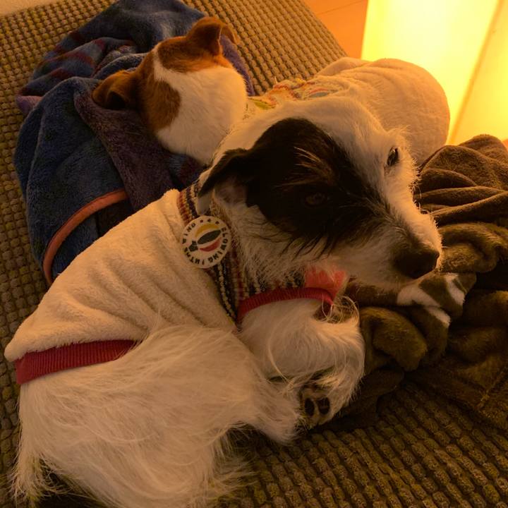 4bef2fbc a6e4 4399 891c 7740f763d35f 1547987044878