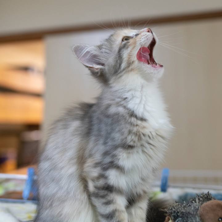 4bf06d0c 9f29 4532 82ef f04799bd77b0 1537448129140