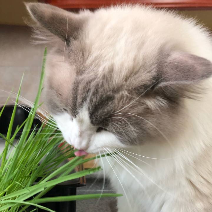 4bf114b2 0168 43f6 b0e8 e1e11db259b3 1594621694611