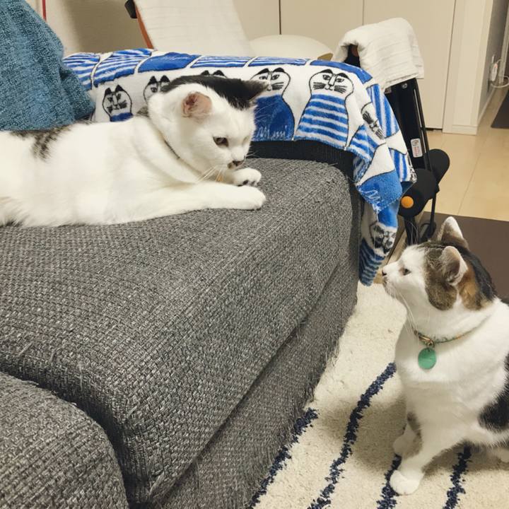 4bf1a8a5 fd34 45c9 87a4 e90aafefdf9e 1530619816457