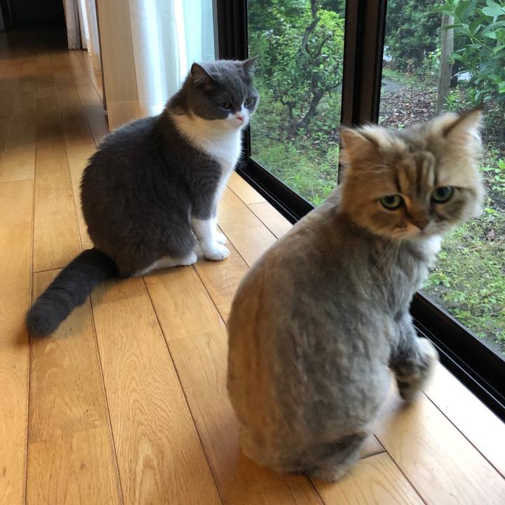 4bf2a481 f2d0 4d1e 94a0 f345a2109b4e 1560641060433