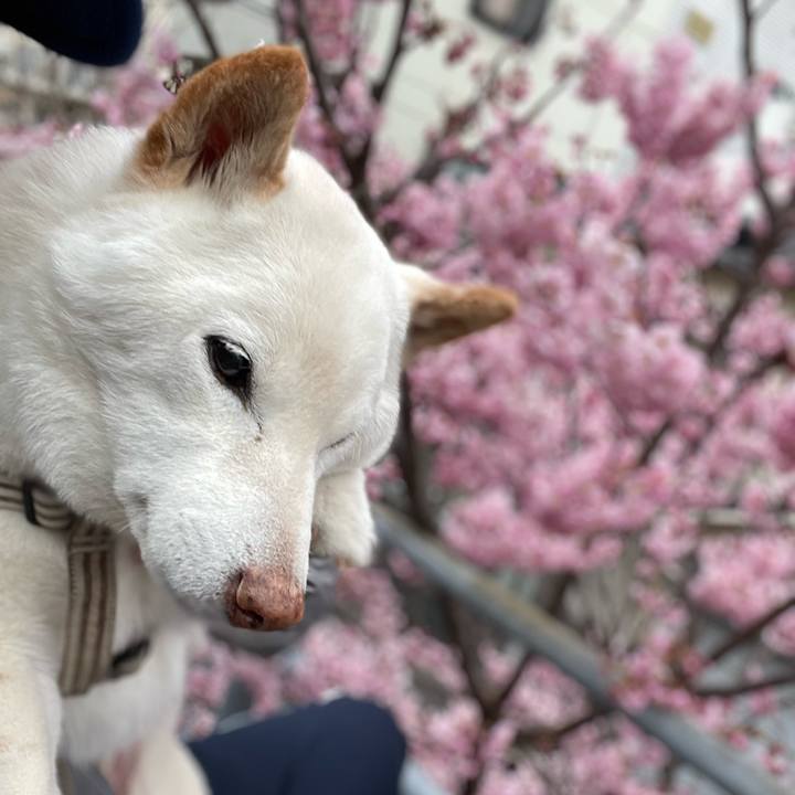 4bf34f63 0cbe 4f81 a7db 8a7388f75742 1646387279442