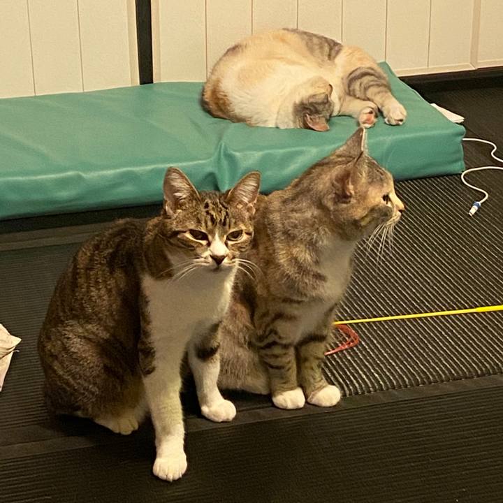 4bf85a3b 1cc2 498f 8f71 3d87ab9cf9d9 1586540002867