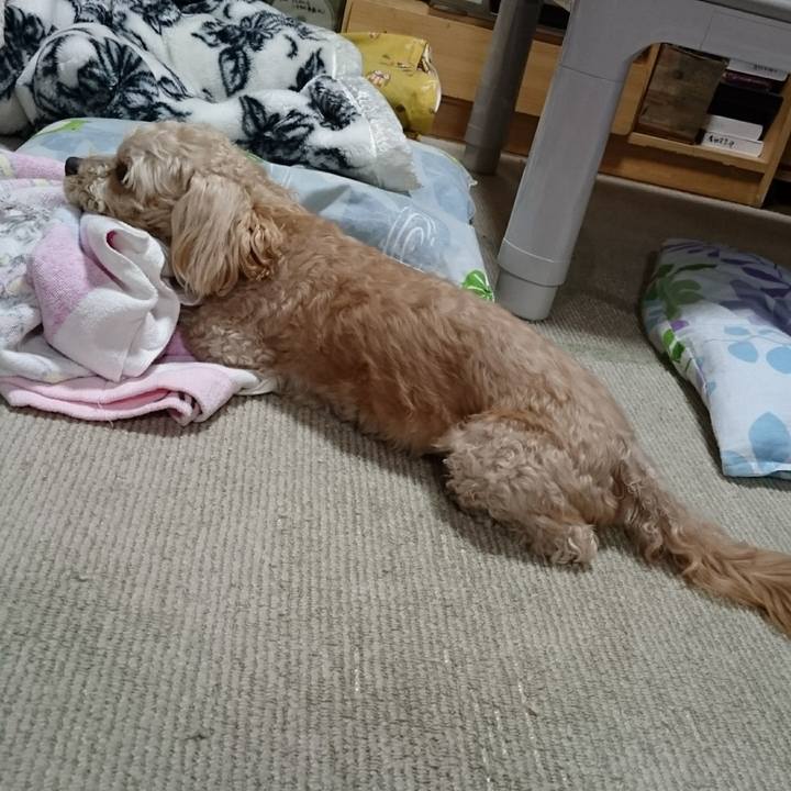 4bfba09d 1903 444f a228 7b51a3b6f030 1558096835767