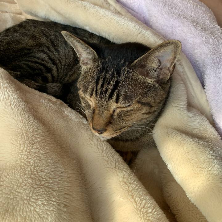 4bfd9dc0 7779 4aaa b72d 2c176a8a1c56 1573954594858