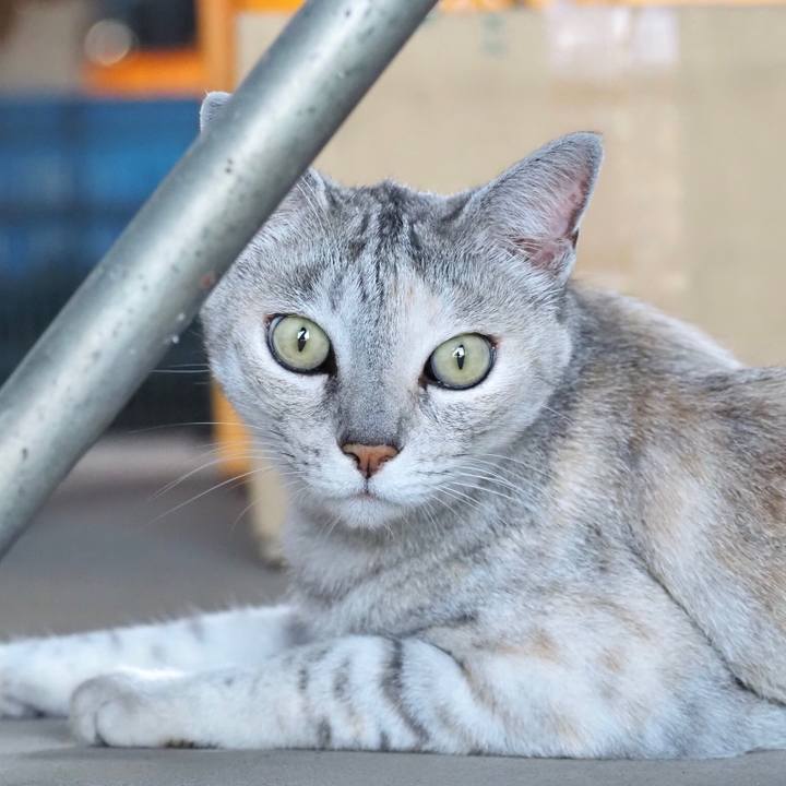 4bff4a7a 8312 40e4 81fa 3a3a8b11c00f 1765709770609