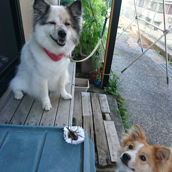 4c005b91 1970 4222 82ed cb268329df4f 1596626296045