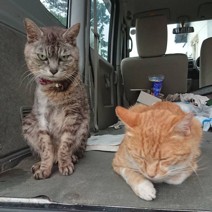 4c016261 71a2 4ca5 a216 99b36571bc1a 1595756227551