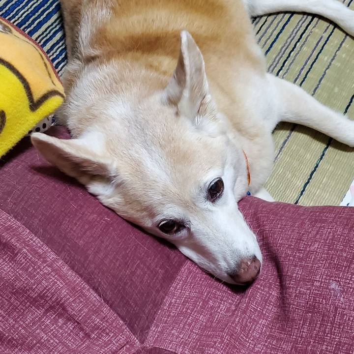 4c04800a cee3 4b2c 8d63 6e7684e6c1d2 1623279285588