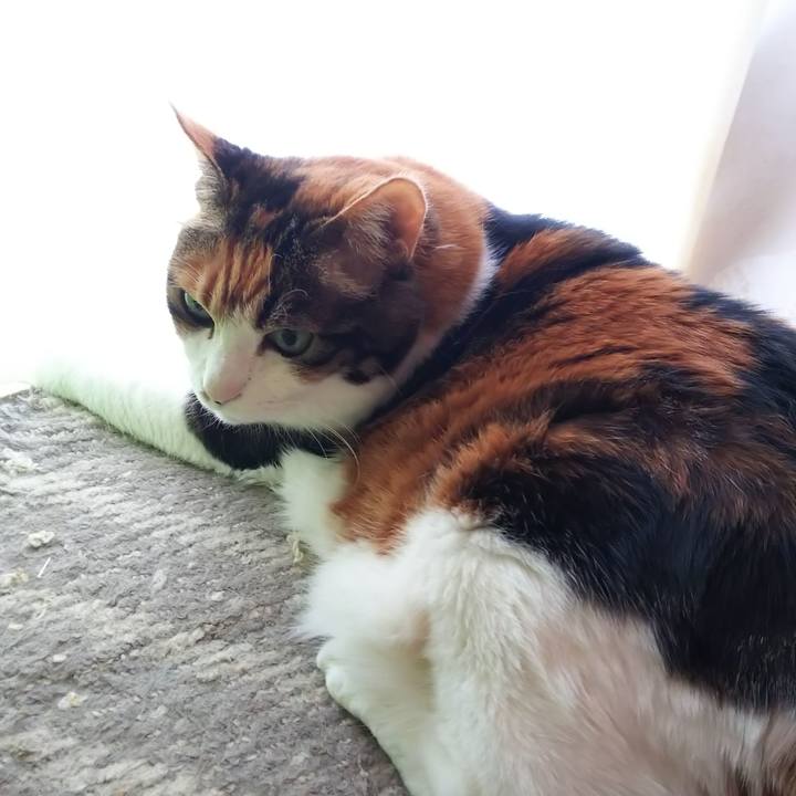 4c04f43f dcb7 4c2a bd27 5d99b5b7a806 1586561607856