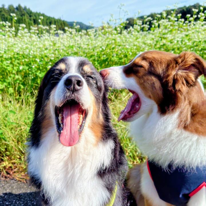 4c053a8d 6b2f 4254 abbe 964f6e3a678f 1760786866950