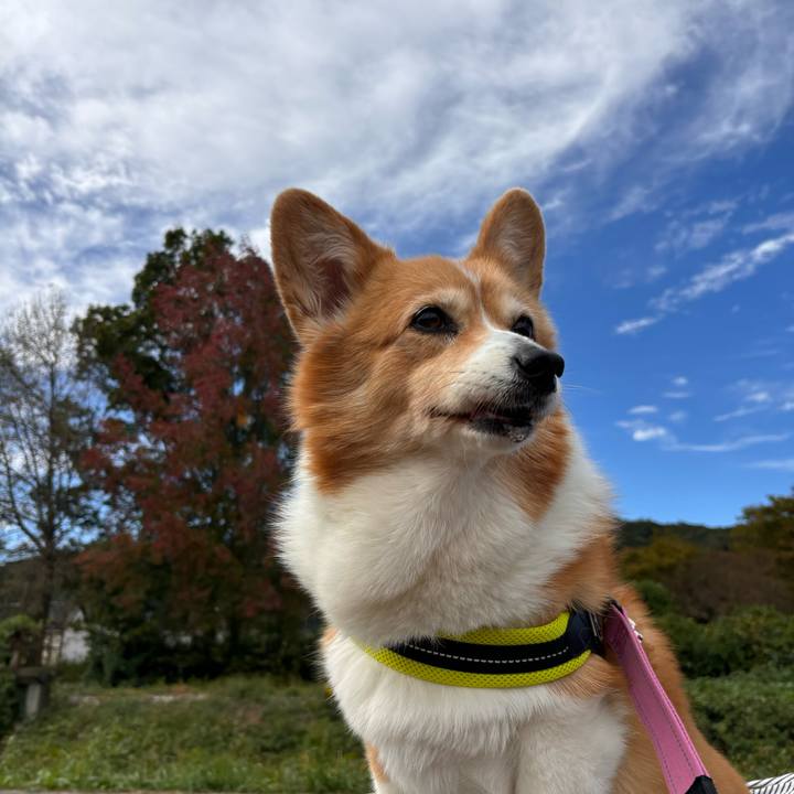 4c05911d ad8a 4708 ab9d feba39db0f34 1761965871851