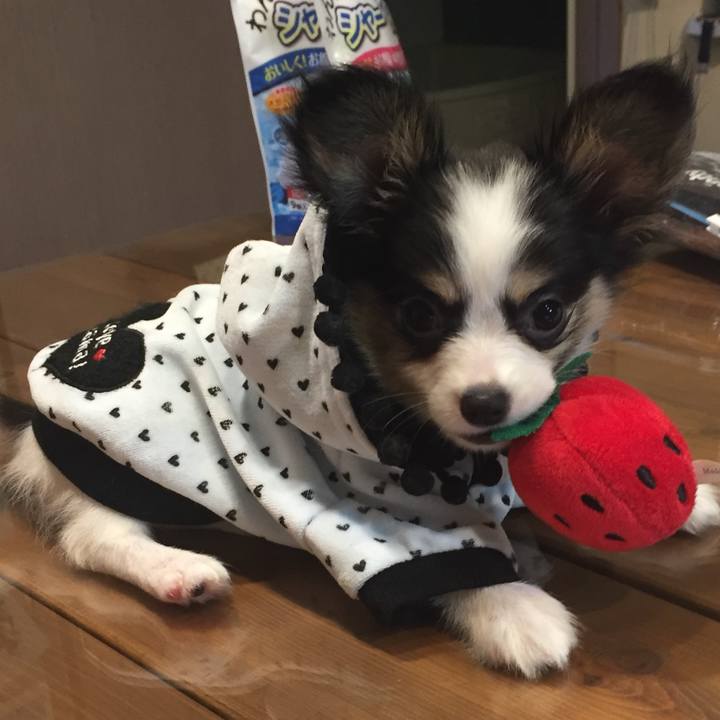 4c064239 c3f5 4c68 9b38 f71494f4f7d7 1595775704413