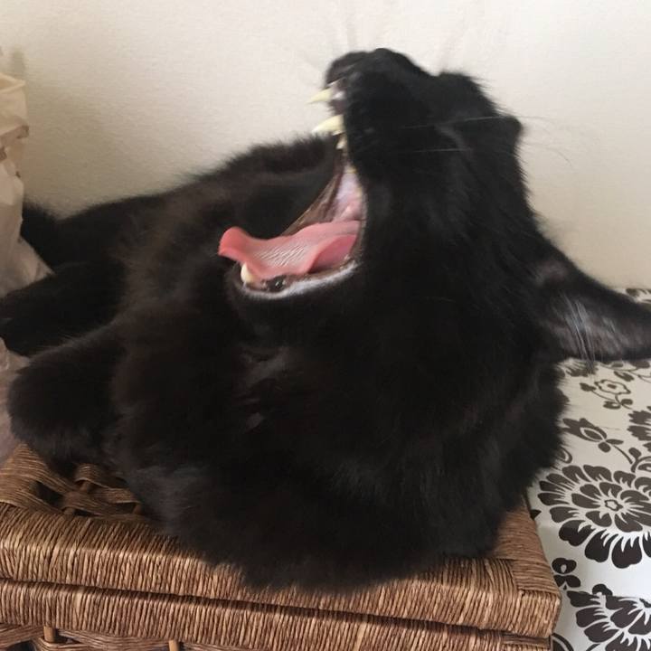 4c066758 9f40 49fd b561 704bd04fe78e 1526520457505