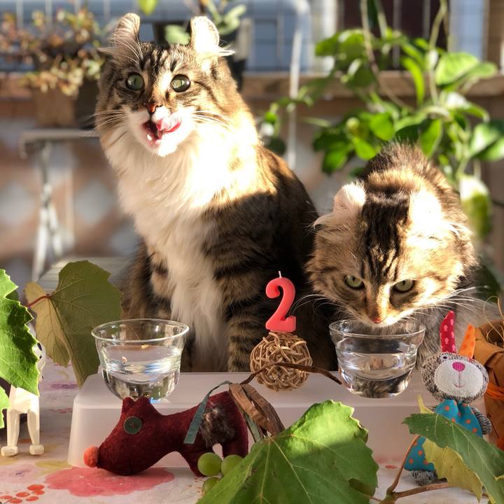 4c06c787 a3dd 4281 b765 1bfac633e1ad 1541249908293