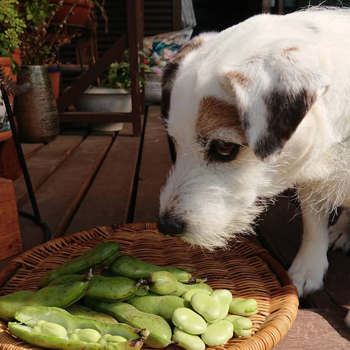 4c08e5bc bb84 4bba 89da e6add2ce154c 1527119415555