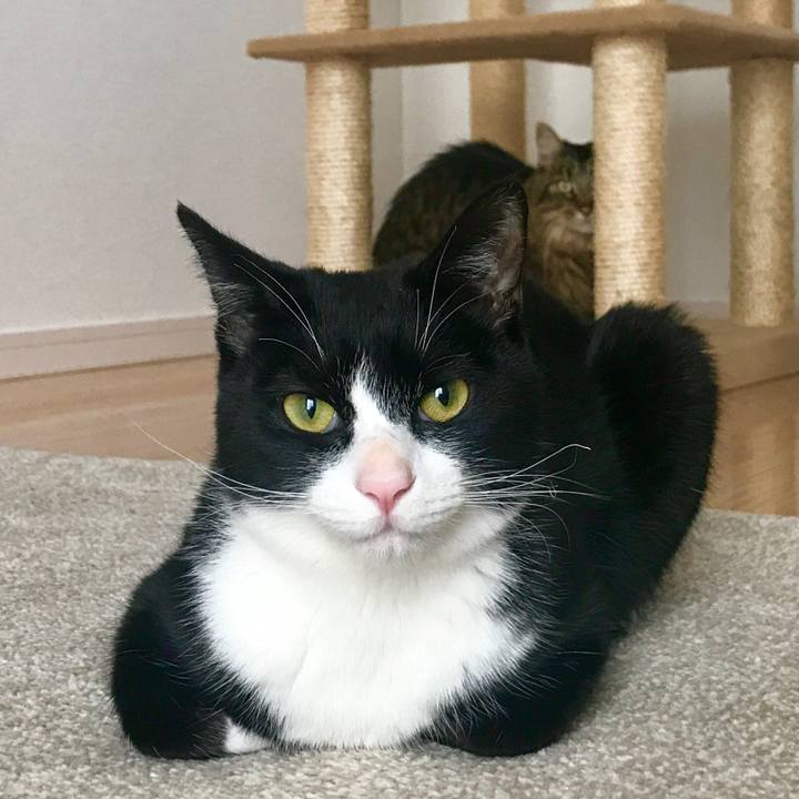 4c094e2e d26a 4eca a31e 37594a8fa341 1517708646215