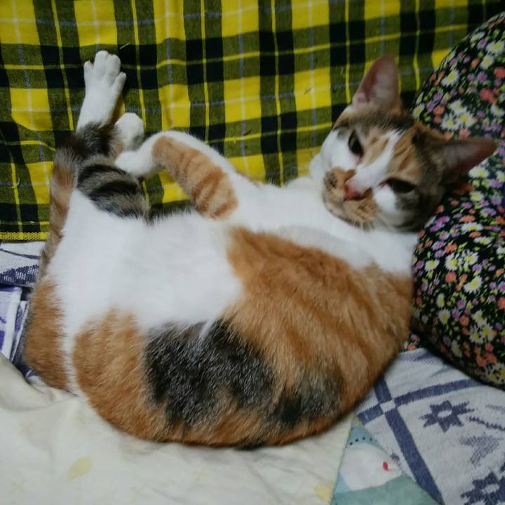 4c0a9420 7725 4a37 9f96 b7d3f96cb66f 1539259921502