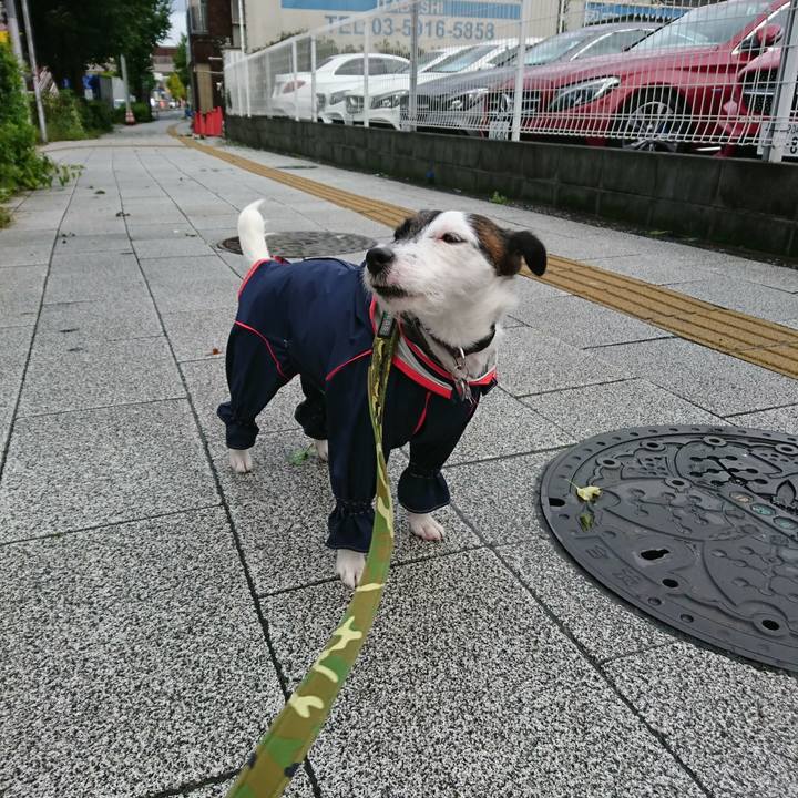 4c0ab631 6490 4694 a4d1 d5fc09fa6d81 1508710055117