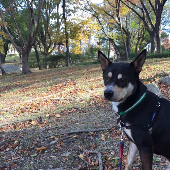 4c0be4ac 1e16 4814 8092 ff0fc44cad82 1511573174764