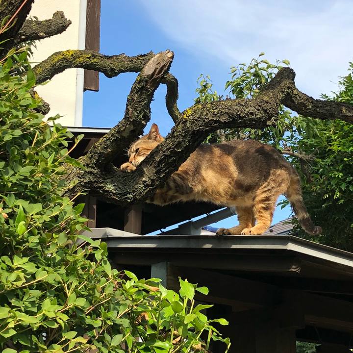 4c0fb510 d156 4cff a4b8 1563925d69cb 1529412449449