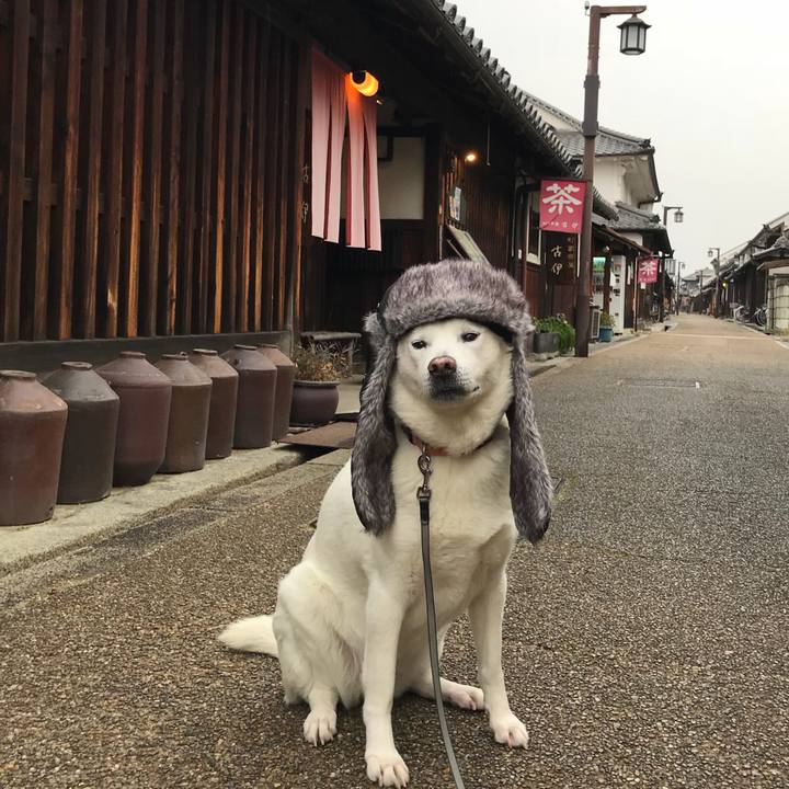 4c1136db a4c1 43dc 8fc4 3fe2dc1436b0 1519548130636