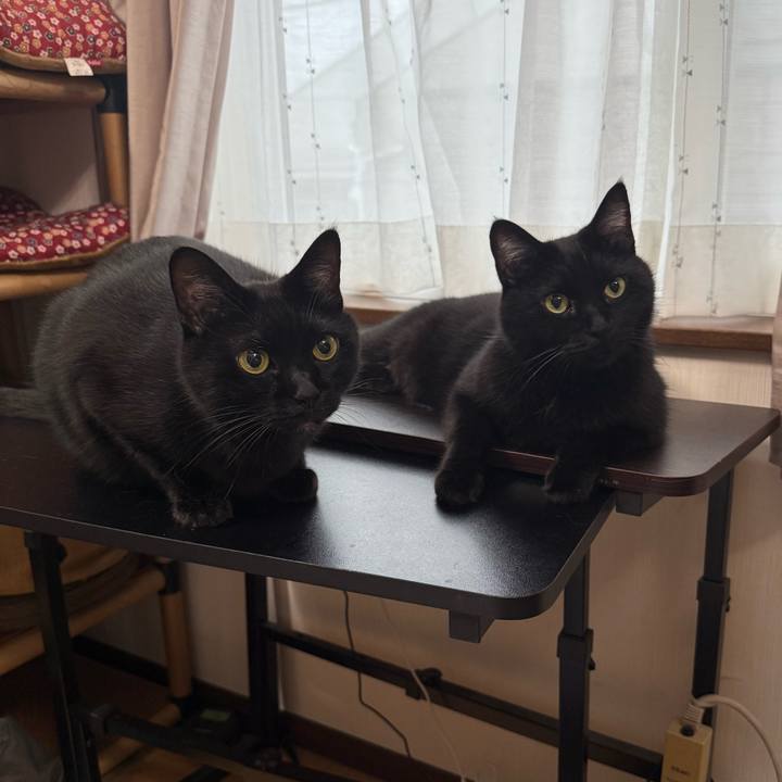 4c113d65 4400 480a a810 e193c4e9318c 1763167066012