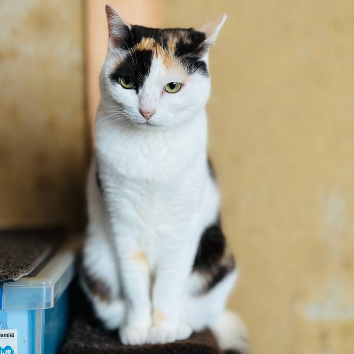 4c11ad05 bd51 46d4 9729 eeb23600e008 1716514364850