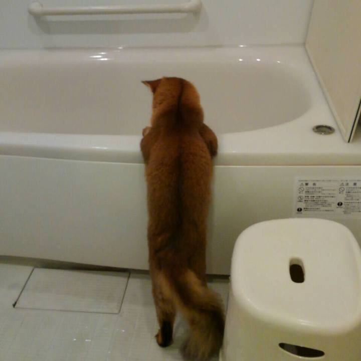 4c11cad8 1195 4023 823e 18e903e4bc4a 1590645127551