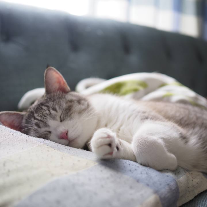 4c11daa5 de70 4d6b a9c4 cd00730af83a 1628913026935