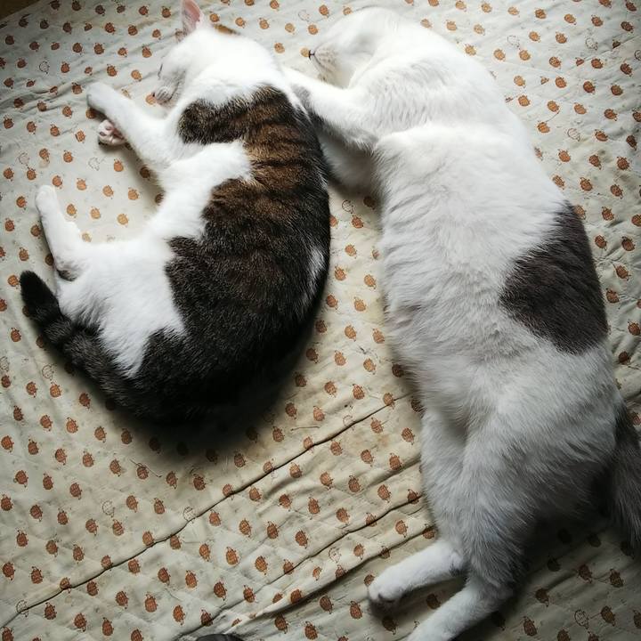 4c11dd35 6039 4164 98ff d10928124a2f 1536844227613