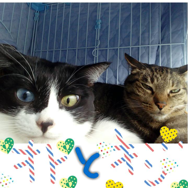 4c138a02 f7e6 4ff7 bdca dc20f6950f4a 1512902401664