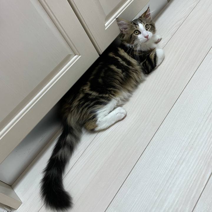 4c13c15d 5758 42d7 9a86 9e0745e94a26 1634636246132