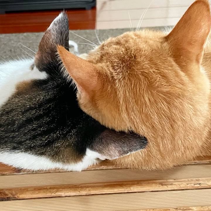 4c14952c ac7a 45fc aa7c 6f0ace02a45f 1769513213921