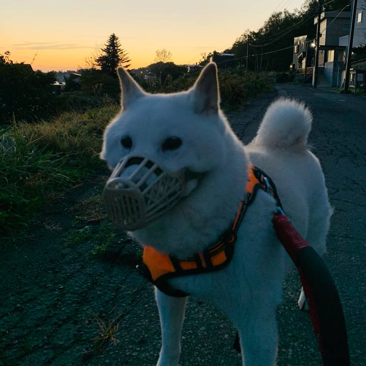 4c151596 8c8f 4e85 af6b a637966fef1b 1665694236509