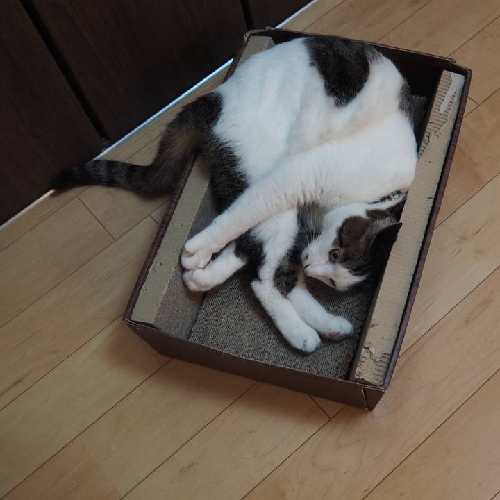 4c15fd4d 4f4a 469a 8bb5 c9503f0ba9a7 1560828748815