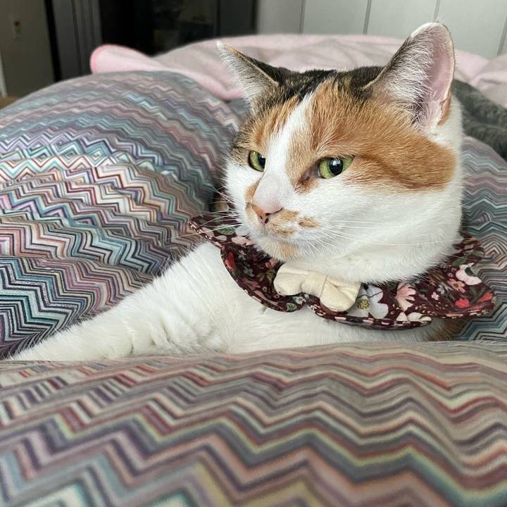 4c16e3f4 170a 4105 a343 f35c48e84325 1733801999234