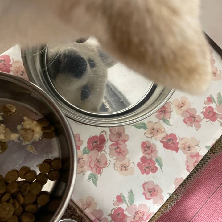 4c170b17 93fd 41ed bd91 558efe0534b0 1682386904327