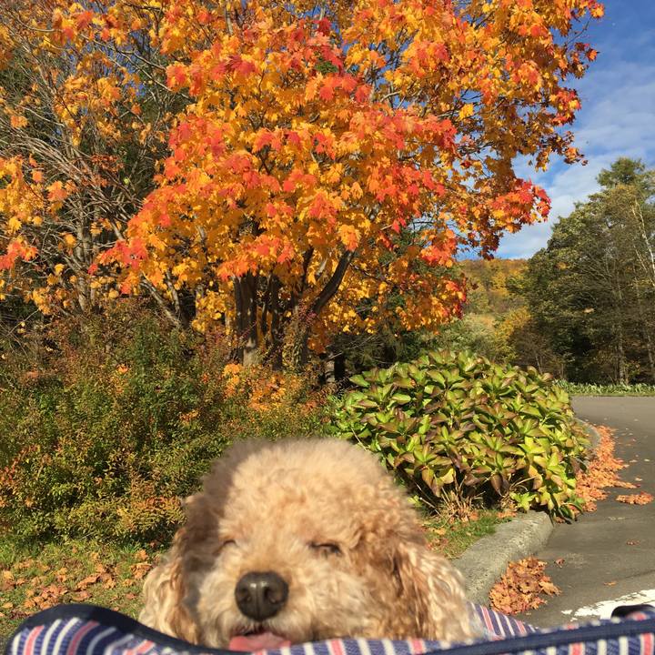 4c171b77 06bc 4ec3 9554 9cd97472906b 1540564168828