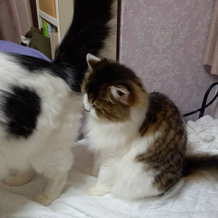 4c1821b1 5058 4736 93f1 285dbbc086f7 1602248398488