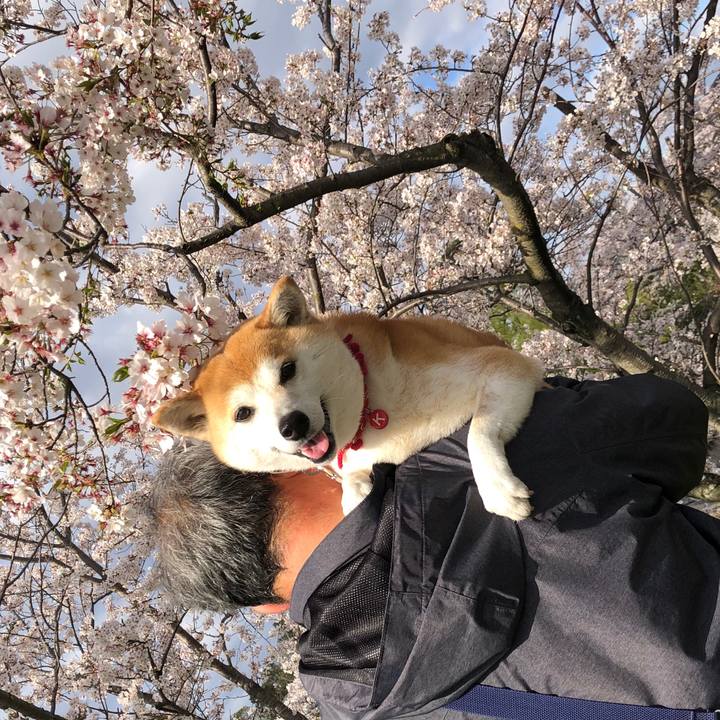 4c1aa319 9b93 4829 a093 d788bf0f80bf 1586077226975